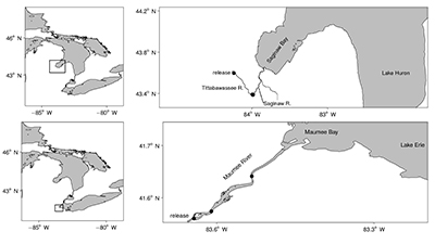 Map of study sites, including the Tittabawassee River, a tributary to Saginaw Bay in Lake Huron (top panels) and the Maumee River, a tributary to the western basin of Lake Erie (bottom panels). Walleye were implanted with acoustic tags and released upstream of one acoustic receiver line in the Tittabawassee River (black circle, top right) and two acoustic receiver lines in the Maumee River (black circle, bottom right).